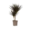 Krukkeplanter Indendørs^Drageplante drageblodstræ - Dracaena marginata 'Magenta' - Højde 70-80cm - ⌀17cm