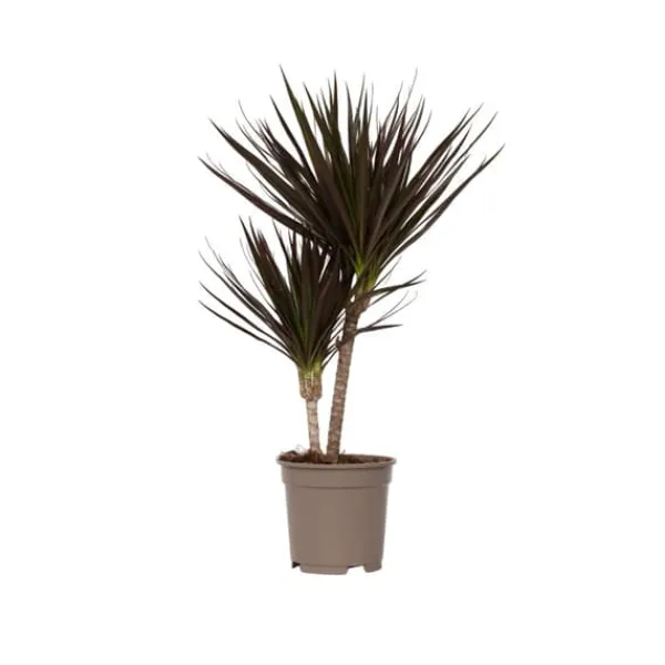 Krukkeplanter Indendørs^Drageplante drageblodstræ - Dracaena marginata 'Magenta' - Højde 70-80cm - ⌀17cm