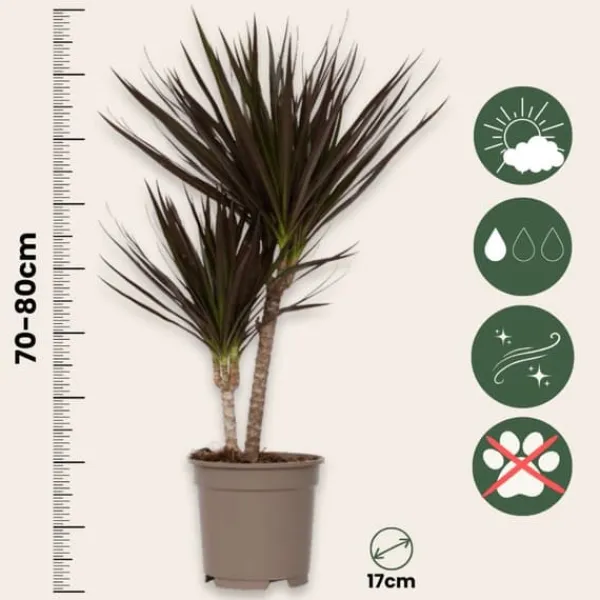 Krukkeplanter Indendørs^Drageplante drageblodstræ - Dracaena marginata 'Magenta' - Højde 70-80cm - ⌀17cm