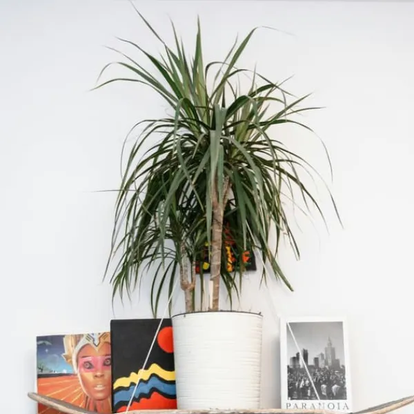 Krukkeplanter Indendørs^Drageplante drageblodstræ - Dracaena marginata 'Magenta' - Højde 70-80cm - ⌀17cm