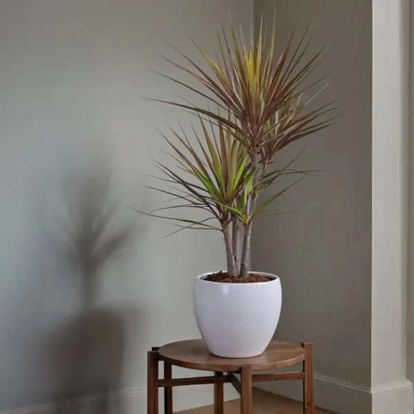Krukkeplanter Indendørs^Drageplante drageblodstræ - Dracaena marginata 'Magenta' - Højde 70-80cm - ⌀17cm