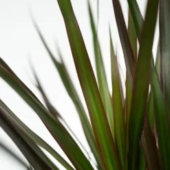 Krukkeplanter Indendørs^Drageplante drageblodstræ - Dracaena marginata 'Magenta' - Højde 70-80cm - ⌀17cm