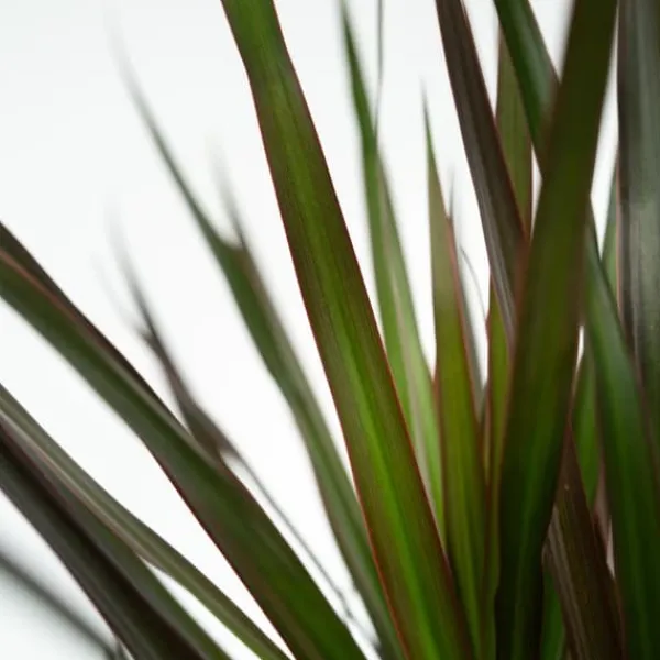 Krukkeplanter Indendørs^Drageplante drageblodstræ - Dracaena marginata 'Magenta' - Højde 70-80cm - ⌀17cm