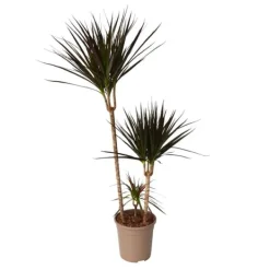 Krukkeplanter Indendørs^Drageplante drageblodstræ - Dracaena 'Magenta' - Højde 110-130cm - ⌀24cm