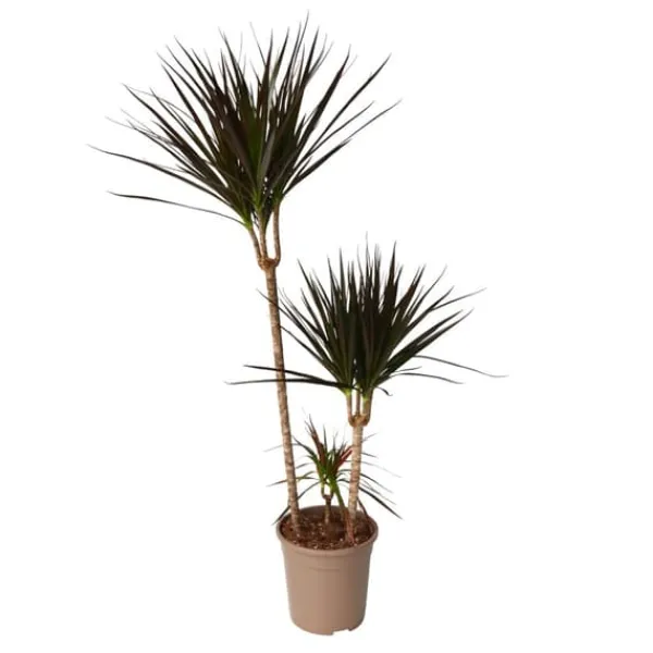 Krukkeplanter Indendørs^Drageplante drageblodstræ - Dracaena 'Magenta' - Højde 110-130cm - ⌀24cm
