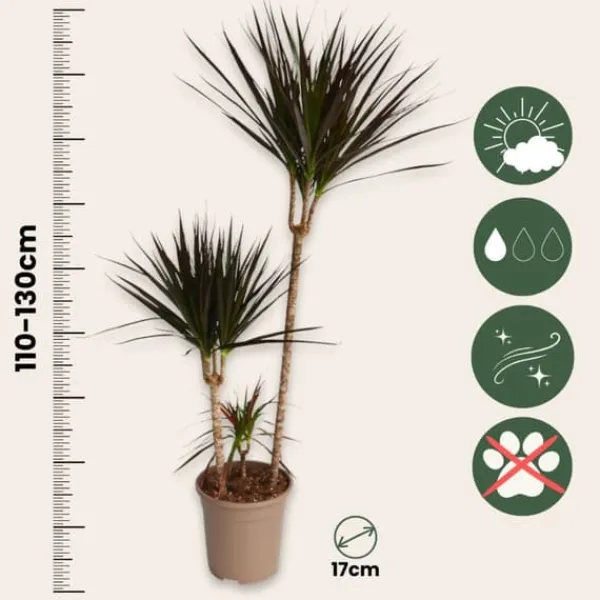 Krukkeplanter Indendørs^Drageplante drageblodstræ - Dracaena 'Magenta' - Højde 110-130cm - ⌀24cm