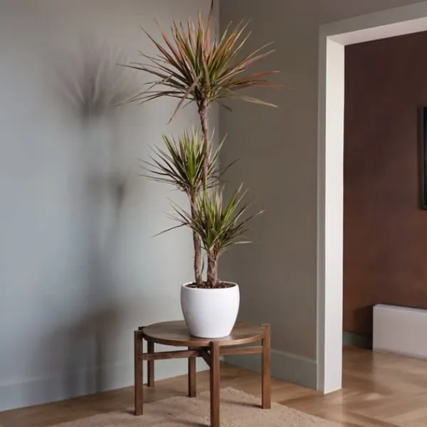 Krukkeplanter Indendørs^Drageplante drageblodstræ - Dracaena 'Magenta' - Højde 110-130cm - ⌀24cm