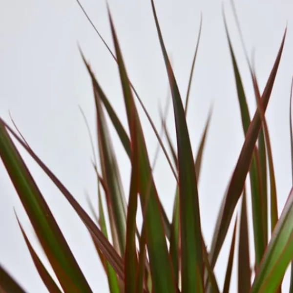 Krukkeplanter Indendørs^Drageplante drageblodstræ - Dracaena 'Magenta' - Højde 110-130cm - ⌀24cm