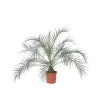 Krukkeplanter Indendørs^Dværgdaddelpalme - Phoenix roebelenii - Højde 80-90cm - ⌀21cm