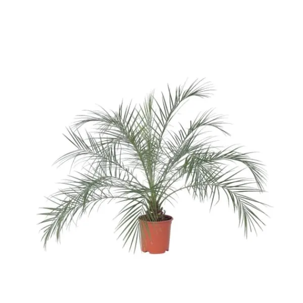 Krukkeplanter Indendørs^Dværgdaddelpalme - Phoenix roebelenii - Højde 80-90cm - ⌀21cm
