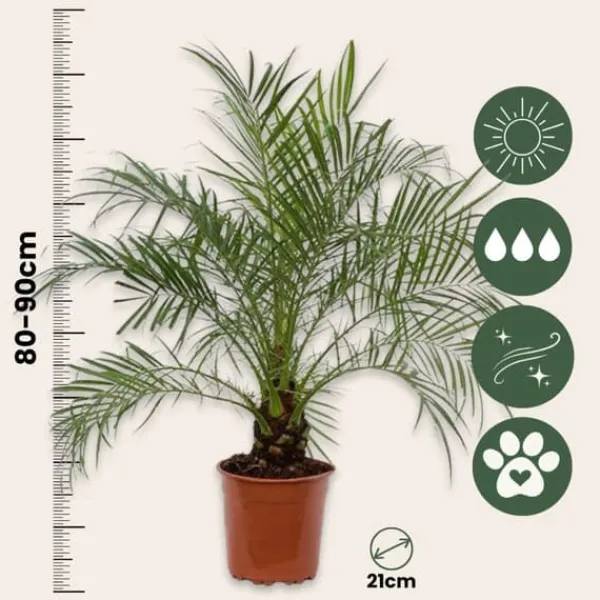 Krukkeplanter Indendørs^Dværgdaddelpalme - Phoenix roebelenii - Højde 80-90cm - ⌀21cm