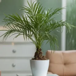Krukkeplanter Indendørs^Dværgdaddelpalme - Phoenix roebelenii - Højde 80-90cm - ⌀21cm