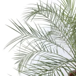 Krukkeplanter Indendørs^Dværgdaddelpalme - Phoenix roebelenii - Højde 80-90cm - ⌀21cm