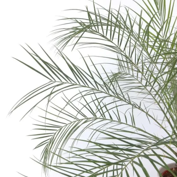 Krukkeplanter Indendørs^Dværgdaddelpalme - Phoenix roebelenii - Højde 80-90cm - ⌀21cm