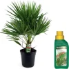 Krukkeplanter Indendørs^Dværgpalme - Chamaerops humilis - Højde 70-80cm - ⌀21cm