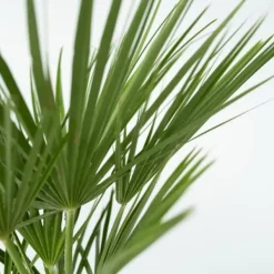 Krukkeplanter Indendørs^Dværgpalme - Chamaerops humilis - Højde 70-80cm - ⌀21cm