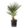 New Dværgpalme - Chamaerops humilis - Højde 50-60cm - ⌀15cm Krukkeplanter Indendørs
