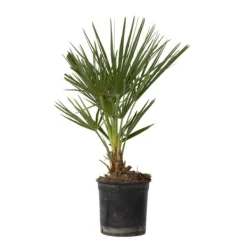 New Dværgpalme - Chamaerops humilis - Højde 50-60cm - ⌀15cm Krukkeplanter Indendørs