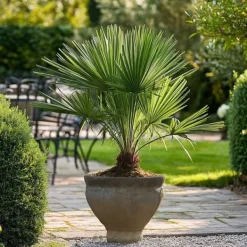 New Dværgpalme - Chamaerops humilis - Højde 50-60cm - ⌀15cm Krukkeplanter Indendørs