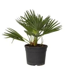 Discount Dværgpalme - Chamaerops 'Vulcano' - Højde 35-45cm - ⌀19cm Krukkeplanter Indendørs