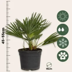 Discount Dværgpalme - Chamaerops 'Vulcano' - Højde 35-45cm - ⌀19cm Krukkeplanter Indendørs
