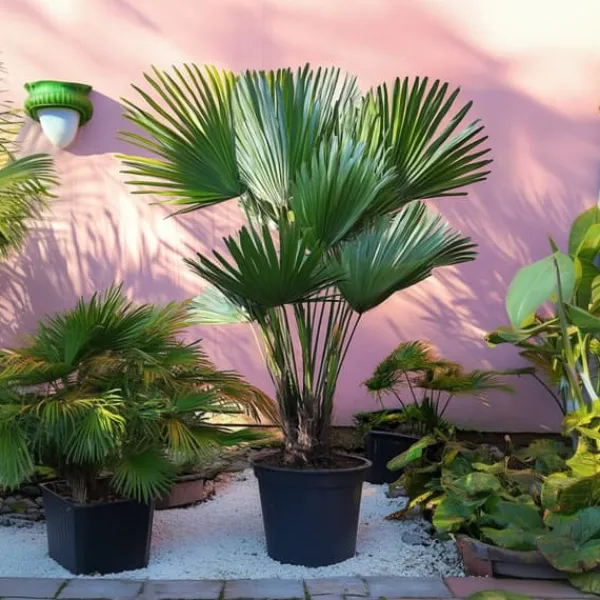 Discount Dværgpalme - Chamaerops 'Vulcano' - Højde 35-45cm - ⌀19cm Krukkeplanter Indendørs