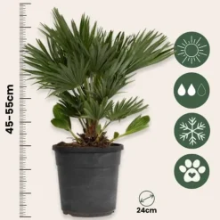 Krukkeplanter Indendørs^Dværgpalme - Chamaerops 'Vulcano' - Højde 45-55cm - ⌀24cm
