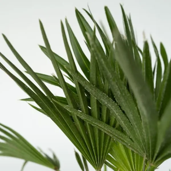 Krukkeplanter Indendørs^Dværgpalme - Chamaerops 'Vulcano' - Højde 45-55cm - ⌀24cm