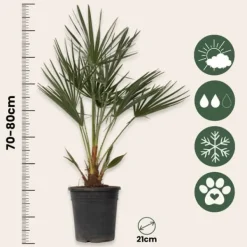Outlet Dværgpalme - Sæt med 2 - Chamaerops humilis - Højde 70-80cm - ⌀21cm Træ