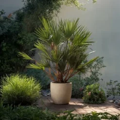 Outlet Dværgpalme - Sæt med 2 - Chamaerops humilis - Højde 70-80cm - ⌀21cm Træ
