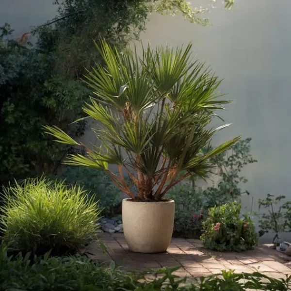 Outlet Dværgpalme - Sæt med 2 - Chamaerops humilis - Højde 70-80cm - ⌀21cm Træ