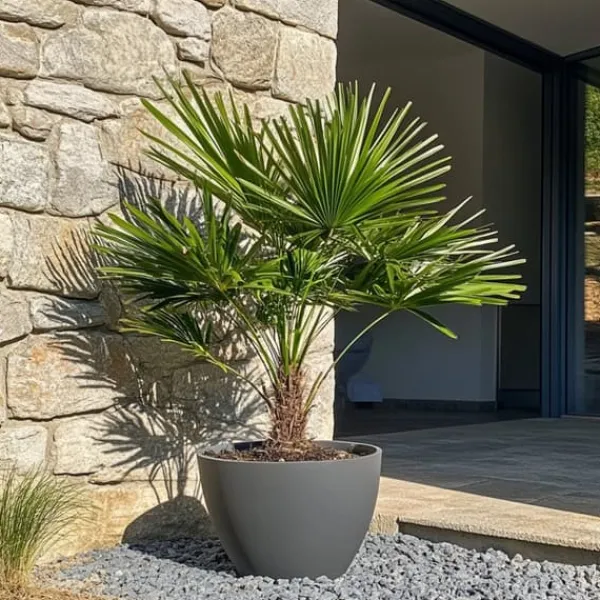 Outlet Dværgpalme - Sæt med 2 - Chamaerops humilis - Højde 70-80cm - ⌀21cm Træ