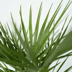 Outlet Dværgpalme - Sæt med 2 - Chamaerops humilis - Højde 70-80cm - ⌀21cm Træ