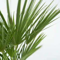 Outlet Dværgpalme - Sæt med 2 - Chamaerops humilis - Højde 70-80cm - ⌀21cm Træ