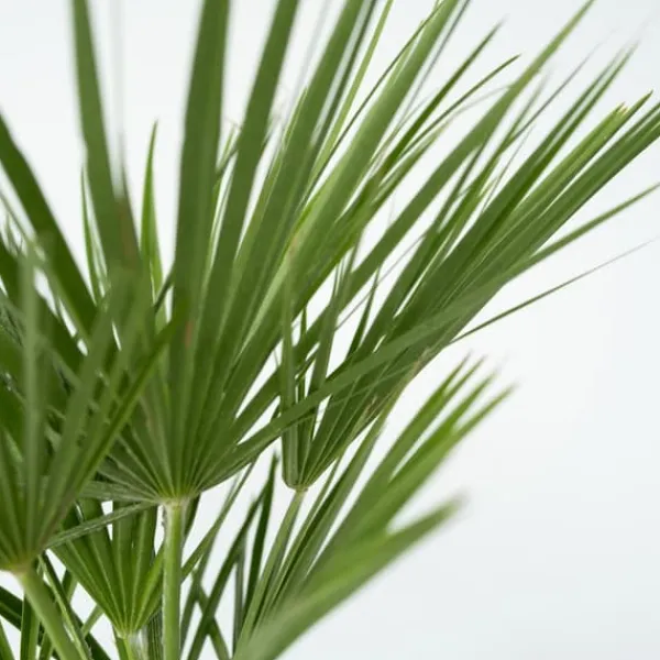 Outlet Dværgpalme - Sæt med 2 - Chamaerops humilis - Højde 70-80cm - ⌀21cm Træ