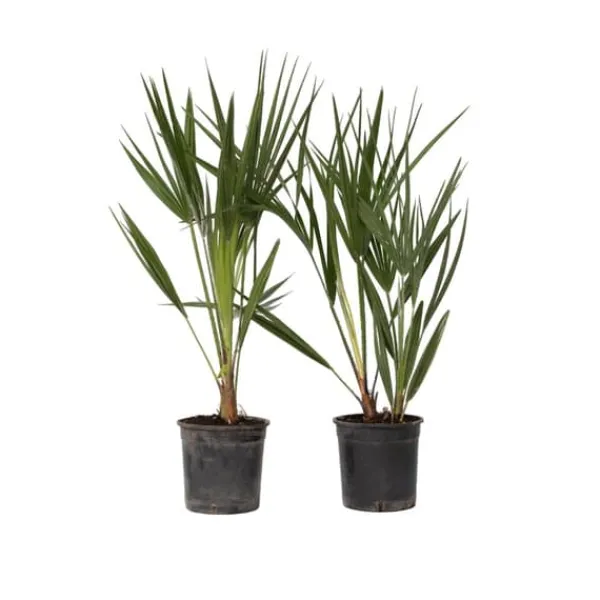 Krukkeplanter Indendørs^Dværgpalme - Sæt med 2 - Chamaerops humilis - Højde 50-60cm - ⌀15cm
