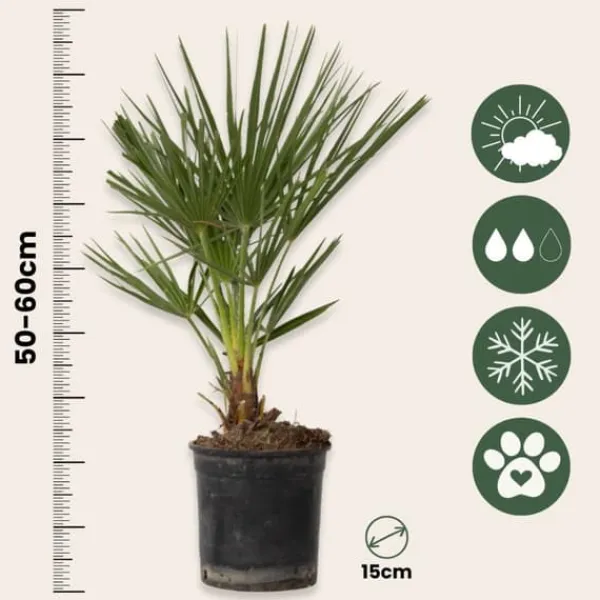 Krukkeplanter Indendørs^Dværgpalme - Sæt med 2 - Chamaerops humilis - Højde 50-60cm - ⌀15cm