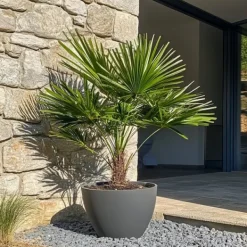 Krukkeplanter Indendørs^Dværgpalme - Sæt med 2 - Chamaerops humilis - Højde 70-80cm - ⌀21cm