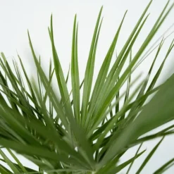 Krukkeplanter Indendørs^Dværgpalme - Sæt med 2 - Chamaerops humilis - Højde 70-80cm - ⌀21cm