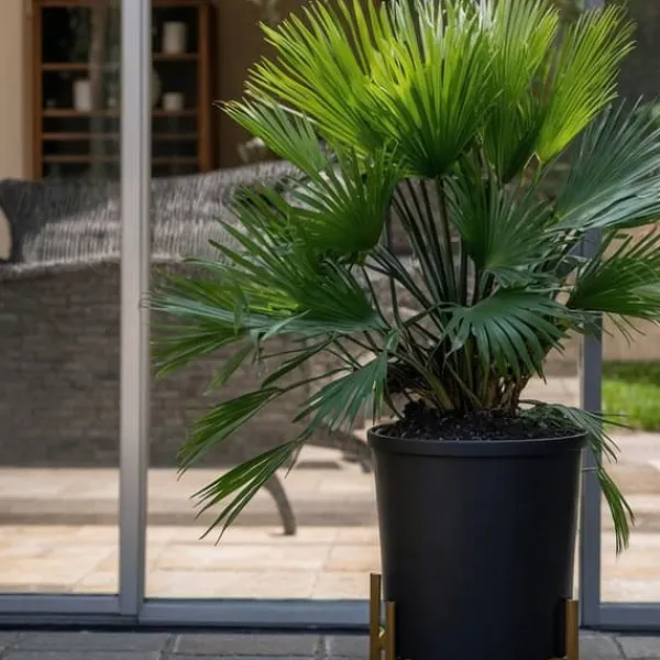 Outlet Dværgpalme - Sæt med 2 - Chamaerops 'Vulcano' - Højde 35-45cm - ⌀19cm Træ