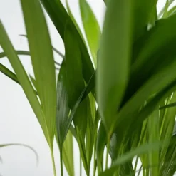 Krukkeplanter Indendørs^Dyrevenlige planter - Sæt 4 m. kurve - H.25-40cm - ⌀12cm