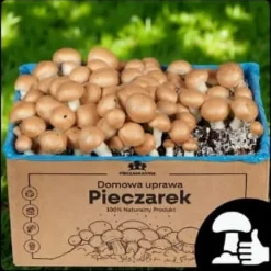 Hot Dyrkningssæt til brune svampemycelier, 8 kg, instruktioner + gratis Kit Til Plante- & Urtedyrkning