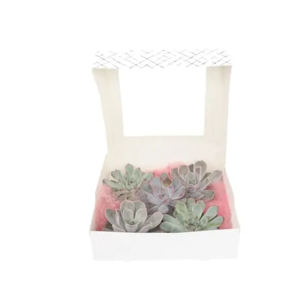 Online Echeveria DIY Mix - Sæt med 5 - Echeveria lilacina - Højde 7cm Krukkeplanter Indendørs