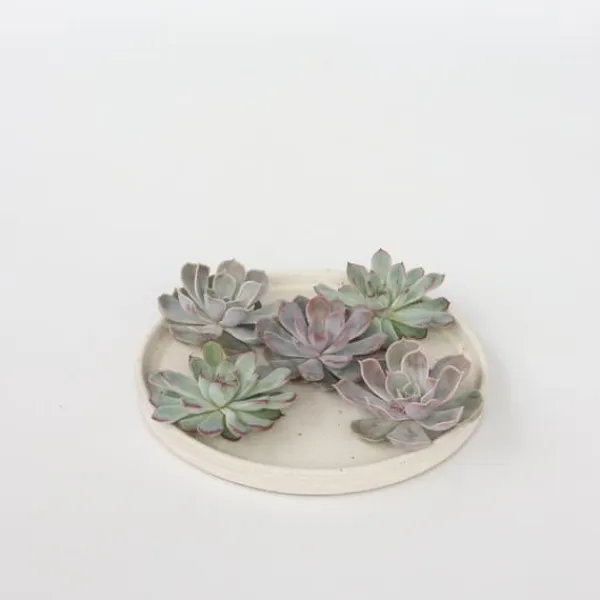 Online Echeveria DIY Mix - Sæt med 5 - Echeveria lilacina - Højde 7cm Krukkeplanter Indendørs
