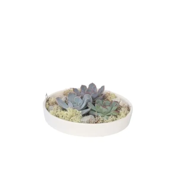 Outlet Echeveria Garden Mix Hvid - Echeveria lilacina - Højde 8cm Krukkeplanter Indendørs