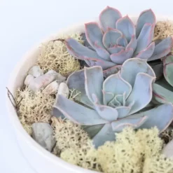 Outlet Echeveria Garden Mix Hvid - Echeveria lilacina - Højde 8cm Krukkeplanter Indendørs