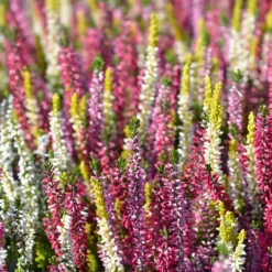 Gødningsmidler^EFTERÅRSGØDNING TIL SYRESANDIGE PLANTER 2 KG AMPOL