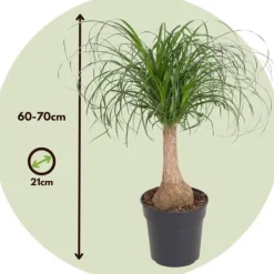 Best Elefantfod - Beaucarnea 'recurvata' - Højde 60-70cm - ⌀21cm Krukkeplanter Indendørs