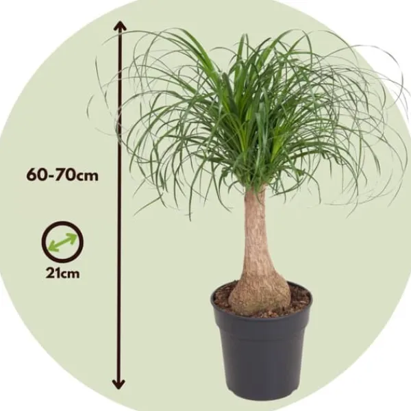Best Elefantfod - Beaucarnea 'recurvata' - Højde 60-70cm - ⌀21cm Krukkeplanter Indendørs