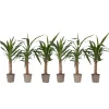 Krukkeplanter Indendørs^Elefantfod - Sæt med 6 - Yucca elephantipes - Højde 50-60cm - ⌀14cm